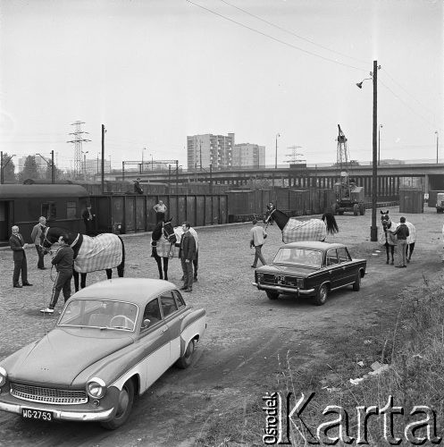 1968, Warszawa, Polska. 
Transport polskich koni olimpijskich na olimpiadę w Meksyku.
Fot. Jarosław Tarań, zbiory Ośrodka KARTA