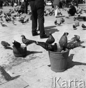 1968, Kraków, Polska.
Rynek Główny w Krakowie. Gołębie pijące z wiadra. 
Fot. Jarosław Tarań, zbiory Ośrodka KARTA