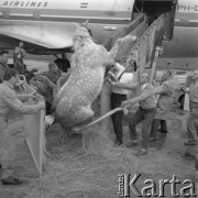 16.05.1963, Warszawa, Polska.
Transport rasowych koni do USA. Załadunek ogiera 