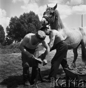 Czerwiec 1968, Warszawa, Polska.
Kowale podkuwający konia.
Fot. Jarosław Tarań, zbiory Ośrodka KARTA