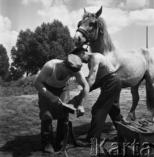 Czerwiec 1968, Warszawa, Polska.
Kowale podkuwający konia.
Fot. Jarosław Tarań, zbiory Ośrodka KARTA