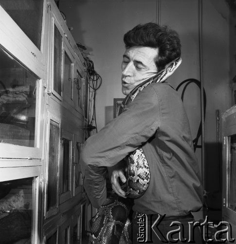 Grudzień 1968, Warszawa, Polska.
Dr Ryszard Bielawski z oswojonym pytonem.
Fot. Jarosław Tarań, zbiory Ośrodka KARTA
