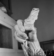 Grudzień 1968, Warszawa, Polska.
Kameleon w ręku dr Ryszarda Bielawskiego.
Fot. Jarosław Tarań, zbiory Ośrodka KARTA