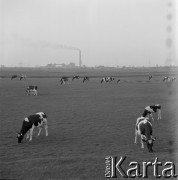 1968, Warszawa, Polska.
Krowy na łące, w tle elektrociepłownia Siekierki.
Fot. Jerzy Mąkowski, zbiory Fundacji Ośrodka KARTA