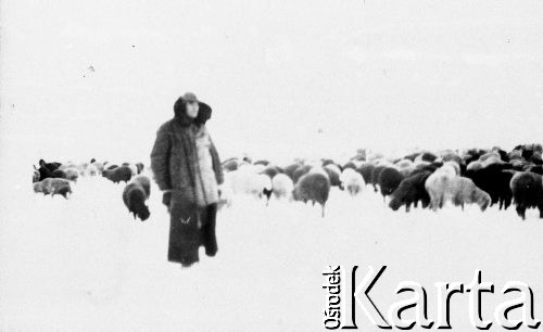 25.01.1950, ZSRR.
Starszy mężczyzna, zesłaniec, ubrany w długi kożuch pilnuje stada owiec.
Fot. NN, zbiory Ośrodka KARTA, udostępnił Jan Wyskupajtys