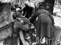 1945, miejsce nieznane, Polska.
Żołnierze ze służby zaopatrzenia podczas transportu ubitych świniaków.
Fot. Józef Rybicki, Stanisława Rybicka, zbiory Fundacji Ośrodka KARTA