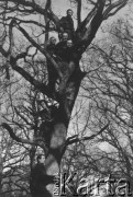 1945-1946, prawdopdobnie Niemcy.
Grupa żołnierzy na drzewie, wśród nich m.in. Sylwester Patoka.
Fot. NN, zbiory Ośrodka KARTA, kolekcję Sylwestra Patoki udostępnił Piotr Trąbiński
   

