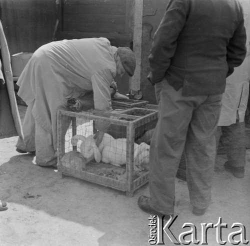1965, Warszawa, Polska.
Targ ze zwierzętami.
Fot. Bogdan Łopieński, zbiory Ośrodka KARTA