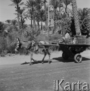Ok. 1979, Egipt.
Wóz zaprzęgnięty w osła.
Fot. Bogdan Łopieński, zbiory Ośrodka KARTA