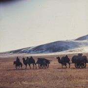1969, Mongolia.
Karawana na pustyni Gobi.
Fot. Bogdan Łopieński, zbiory Ośrodka KARTA