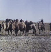 1969, Mongolia.
Wielbłądy.
Fot. Bogdan Łopieński, zbiory Ośrodka KARTA