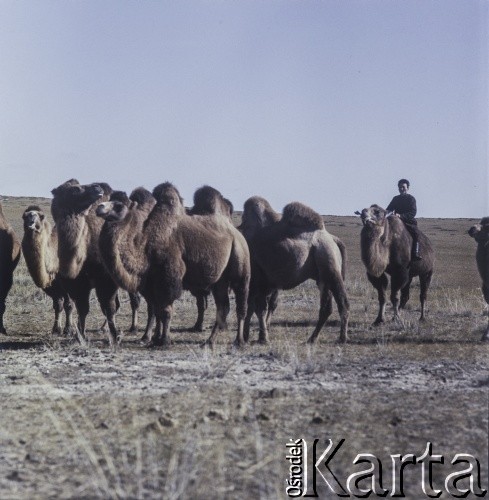 1969, Mongolia.
Wielbłądy.
Fot. Bogdan Łopieński, zbiory Ośrodka KARTA