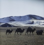 1969, Mongolia.
Karawana.
Fot. Bogdan Łopieński, zbiory Ośrodka KARTA