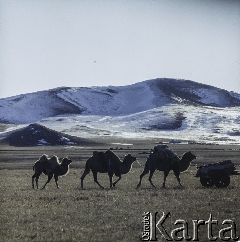 1969, Mongolia.
Karawana.
Fot. Bogdan Łopieński, zbiory Ośrodka KARTA