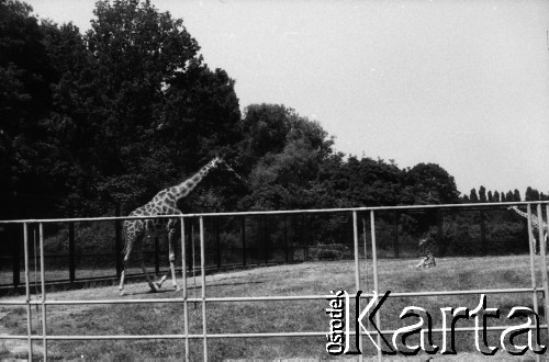 1985-1990, Warszawa, Polska.
Miejski Ogród Zoologiczny, n/z wybieg dla żyraf.
Fot. Artur Polit, zbiory Fundacji Ośrodka KARTA