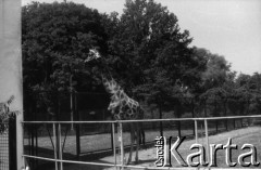 1985-1990, Warszawa, Polska.
Miejski Ogrůd Zoologiczny, n/z wybieg dla Ņyraf.
Fot. Artur Polit, zbiory Fundacji Oúrodka KARTA