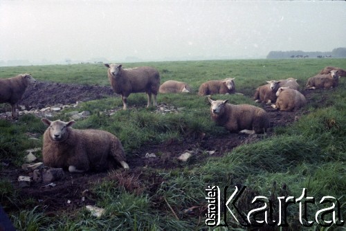 1992, Shipluiden, Holandia.
Owce.
Fot. Artur Polit, zbiory Fundacji Ośrodka KARTA