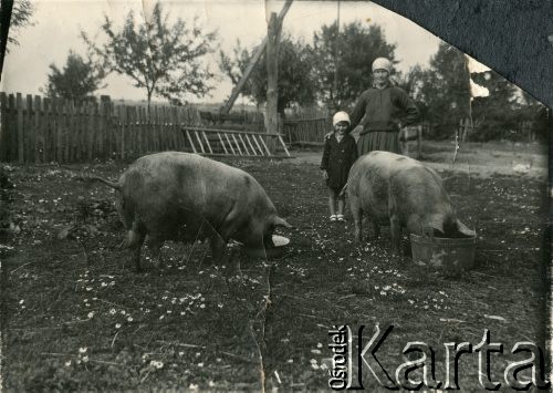 Lata 30., okolice Drohiczyna, Polska.
Karmienie świń, w głębi Zofia Ślimak (potem Michalski) w towarzystwie kobiety.
Fot. NN, udostępnili Zofia i Julian Michalski, zbiory Ośrodka KARTA