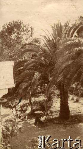 1925-1927, Juan-les-Pins, Francja.
Mężczyźni siedzący w ogrodzie. 1. z lewej redaktor Bogusławskij. 
Fot. NN, kolekcja Larysy Zajączkowskiej-Mitznerowej, zbiory Ośrodka KARTA