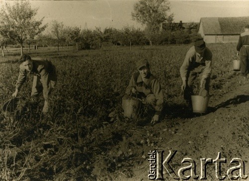 26.09.1948, Ryga, Łotewska SRR, ZSRR.
Piotr Łaptowski (1. z lewej) podczas prac społecznych w klasie maturalnej.
Fot. NN, zbiory Archiwum Historii Mówionej Ośrodka KARTA i Domu Spotkań z Historią, udostępnił Piotr Łastowski w ramach projektu 