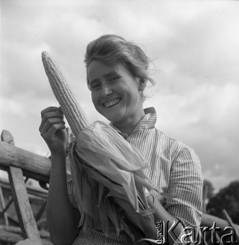 Sierpień 1959, Teresin k/ Warszawy, Polska.
Zbiory kukurydzy wyhodowanej z radzieckich nasion na polach Rolniczej Spółdzielni Produkcyjnej - dziewczyna z kolbą kukurydzy.
Fot. Romuald Broniarek/KARTA