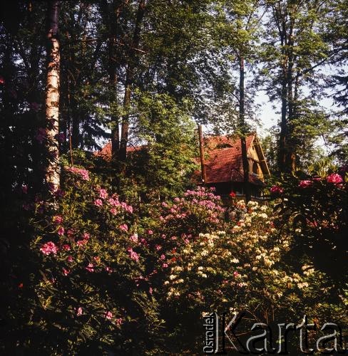 Brak daty, brak miejsca.
Dom wśród kwiatów.
Fot. Irena Jarosińska, zbiory Ośrodka KARTA