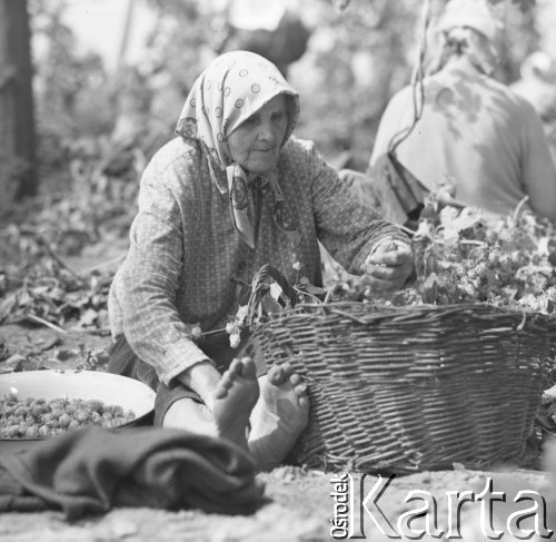 1968, Polska.
Zbiór chmielu. Kobieta odrywa szyszki chmielu od łodyg.
Fot. Irena Jarosińska, zbiory Ośrodka KARTA