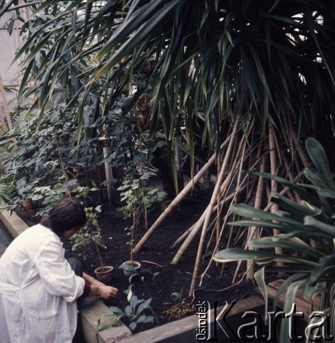 1975, Warszawa, Polska.
Ogród Botaniczny Uniwersytetu Warszawskiego.
Fot. Romuald Broniarek, zbiory Ośrodka KARTA