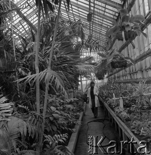 1975, Warszawa, Polska.
Szklarnia w Ogrodzie Botanicznym Uniwersytetu Warszawskiego.
Fot. Romuald Broniarek, zbiory Ośrodka KARTA