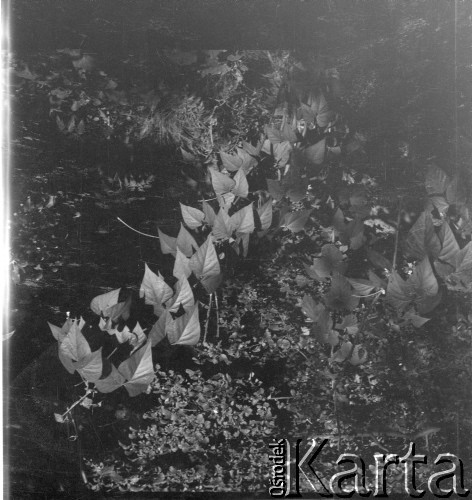 Lato 1964, Warszawa, Polska.
Rośliny, które rosną w ogrodach w Łazienkach Królewskich.
Fot. Jerzy Konrad Maciejewski, zbiory Ośrodka KARTA