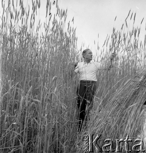 lata 60-te, Kozłowa Góra k/Piekar Śląskich, Polska.
Łan żyta, rolnik oglądający dojrzałe kłosy zboża przed żniwami.
Fot. Kazimierz Seko, zbiory Ośrodka KARTA.