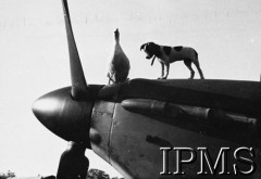 Grudzień 1940, North Weald, Wielka Brytania.
Maskotki 249 Dywizjonu RAF - kaczor Wilfred i pies Pipsqueak na nosie samolotu Hurricane.
Fot. NN, Instytut Polski i Muzeum im. gen. Sikorskiego w Londynie