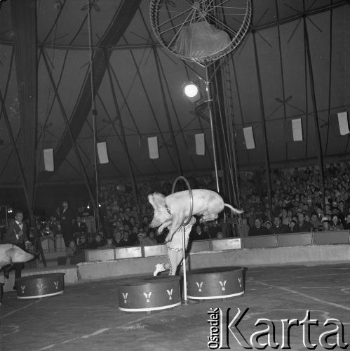 15.10.1963, Warszawa, Polska.
Tresura świń w radzieckim cyrku.
Fot. Jarosław Tarań, zbiory Ośrodka KARTA [63-165]

