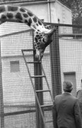 2.10.1976, Warszawa, Polska.
Ogród zoologiczny, transport żyrafy.
Fot. Jarosław Tarań, zbiory Ośrodka KARTA [76-30]

